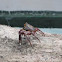 Sally Lightfoot Crab