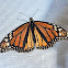 Monarch