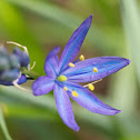 Camas