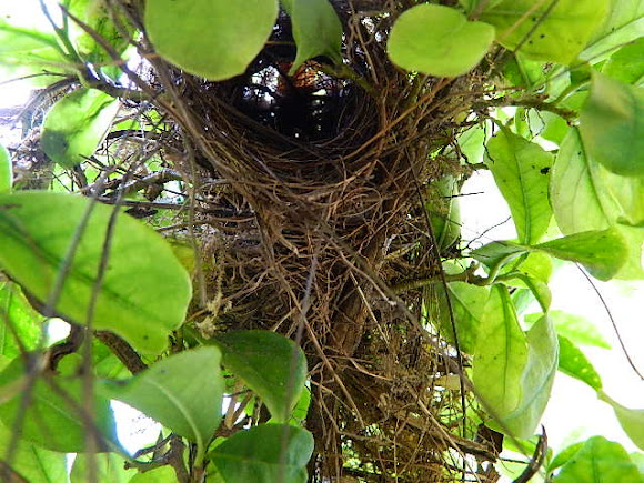 Spotting Image 1