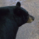 Black Bear