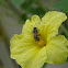 Luffa flower