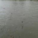 Swallow