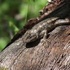 Texas Spiny Lizard