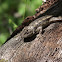 Texas Spiny Lizard