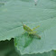 Grasshopper