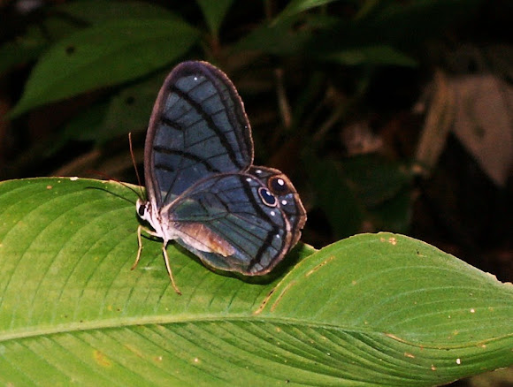 Spotting Image 1