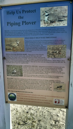 Protect The Piping Plover