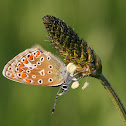 Common Blue