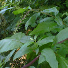 American Pokeweed
