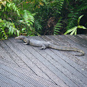 Monitor Lizard