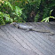 Monitor Lizard