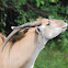 Eland