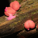 Wolf's Milk slime mold