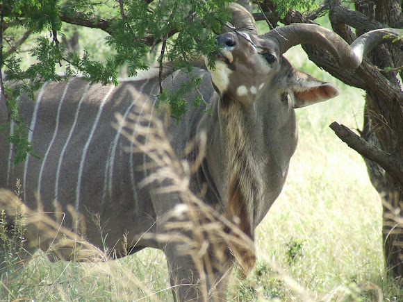 Spotting Image 1