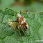 Leafhopper nymph