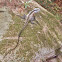 Australian Water Dragon