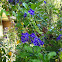 duranta