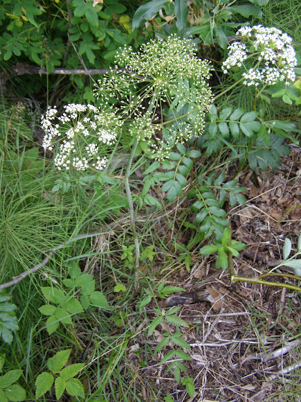 Spotting Image 1