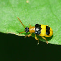 Leaf beetle
