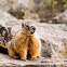 Yellow-bellied Marmot