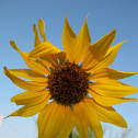 Helianthus