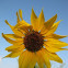 Helianthus