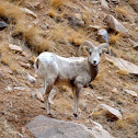 Bighorn Sheep