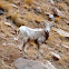 Bighorn Sheep
