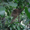 Philippine Tarsier
