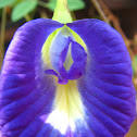 Butterfly Pea