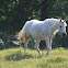 Horse (Arabian Mix)
