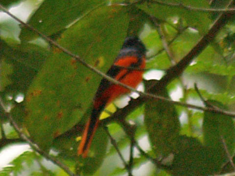 Spotting Image 1