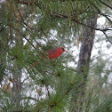 Northern Cardinal
