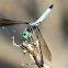Dragonfly (4)