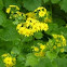 small yellow flower