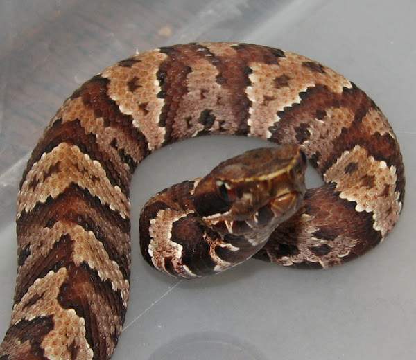 Cottonmouth (Juvenile) Project Noah