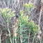 Rabbitbrush