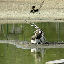 Blackbuck