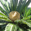 Cycad sp.