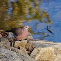 Spotted Dove