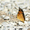 Pearl Crescent