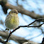 European Serin, Verdecillo