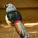 Lady Amherst's Pheasant
