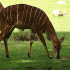 Nyala (female)