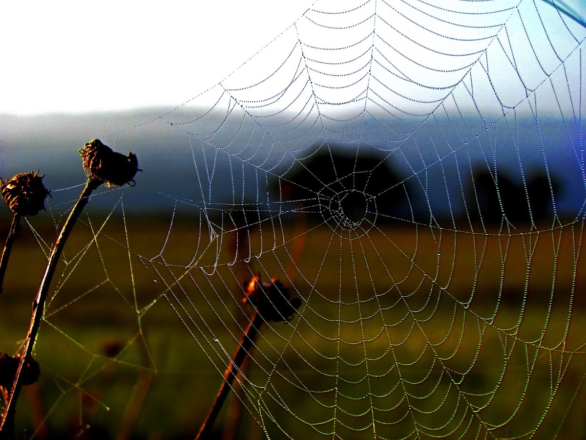 Spider Webs