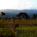 Spider Webs