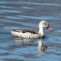 Cape Teal