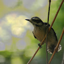 Hairy Woodpecker
