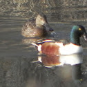 Northern Shoveler